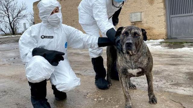 Alpha, rescatada tras morir su dueño por Covid.