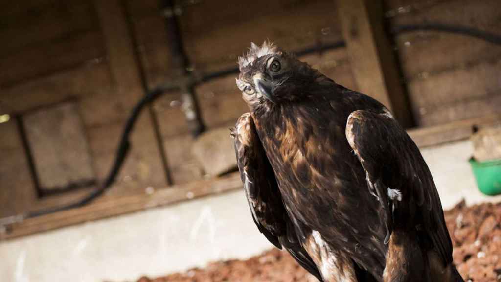 Lord, el águila real del parque.