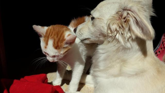 cat-and-dog-493629_1920