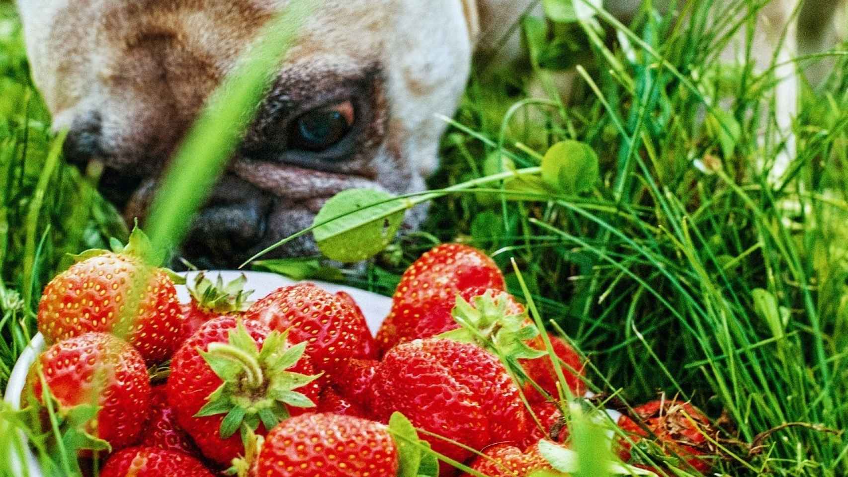 ¿Los perros pueden comer fresas?