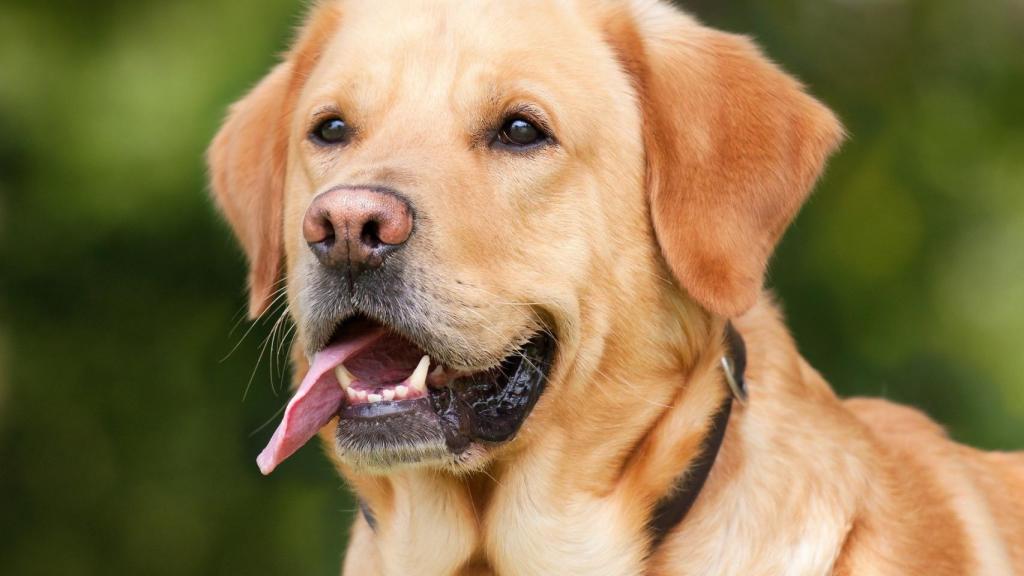 Labrador Retrevier