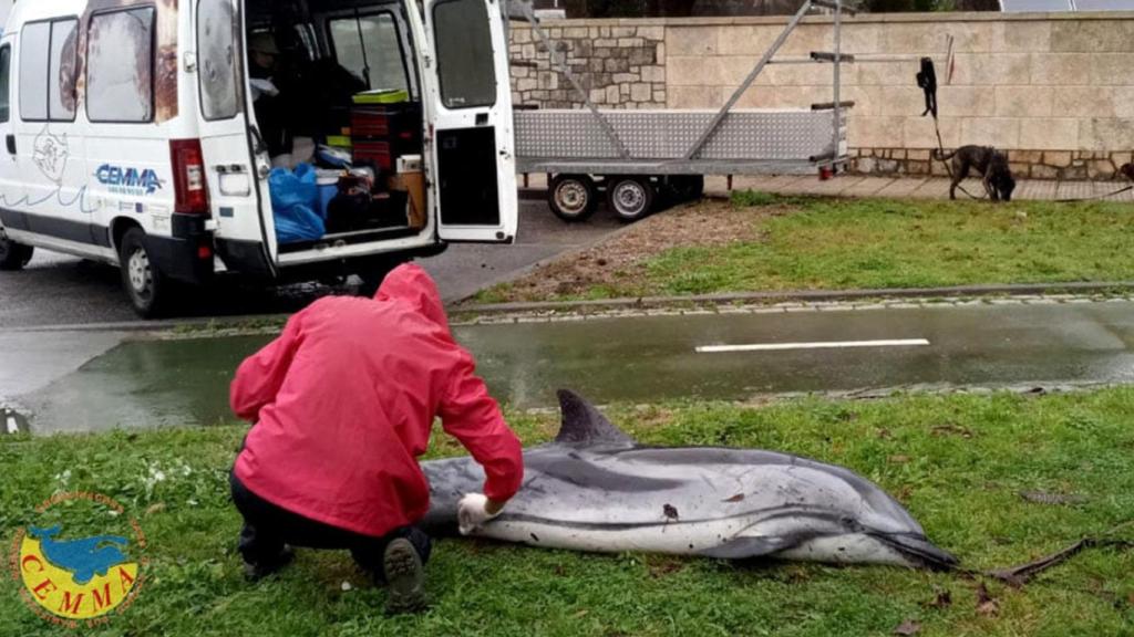 Uno de los delfines que ‘Justine’ arrastró hasta Boiro (A Coruña).