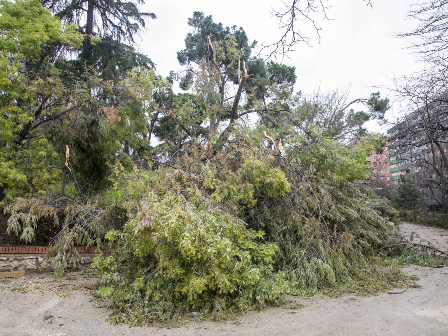 Hasta 10.000 árboles se han visto afectados por Filomena.