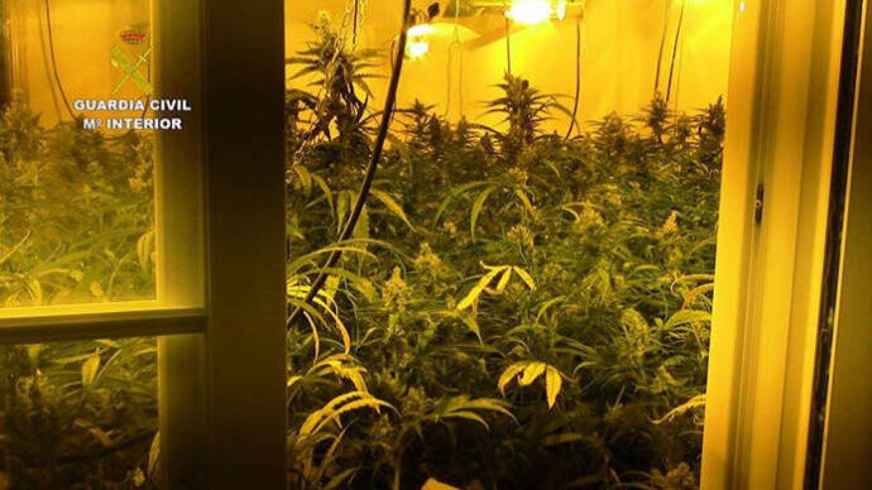 Imagen de archivo de una plantación indoor de marihuana