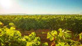 El sector vitivinícola catalán, de los primeros en apostar por la tecnología de RawData.