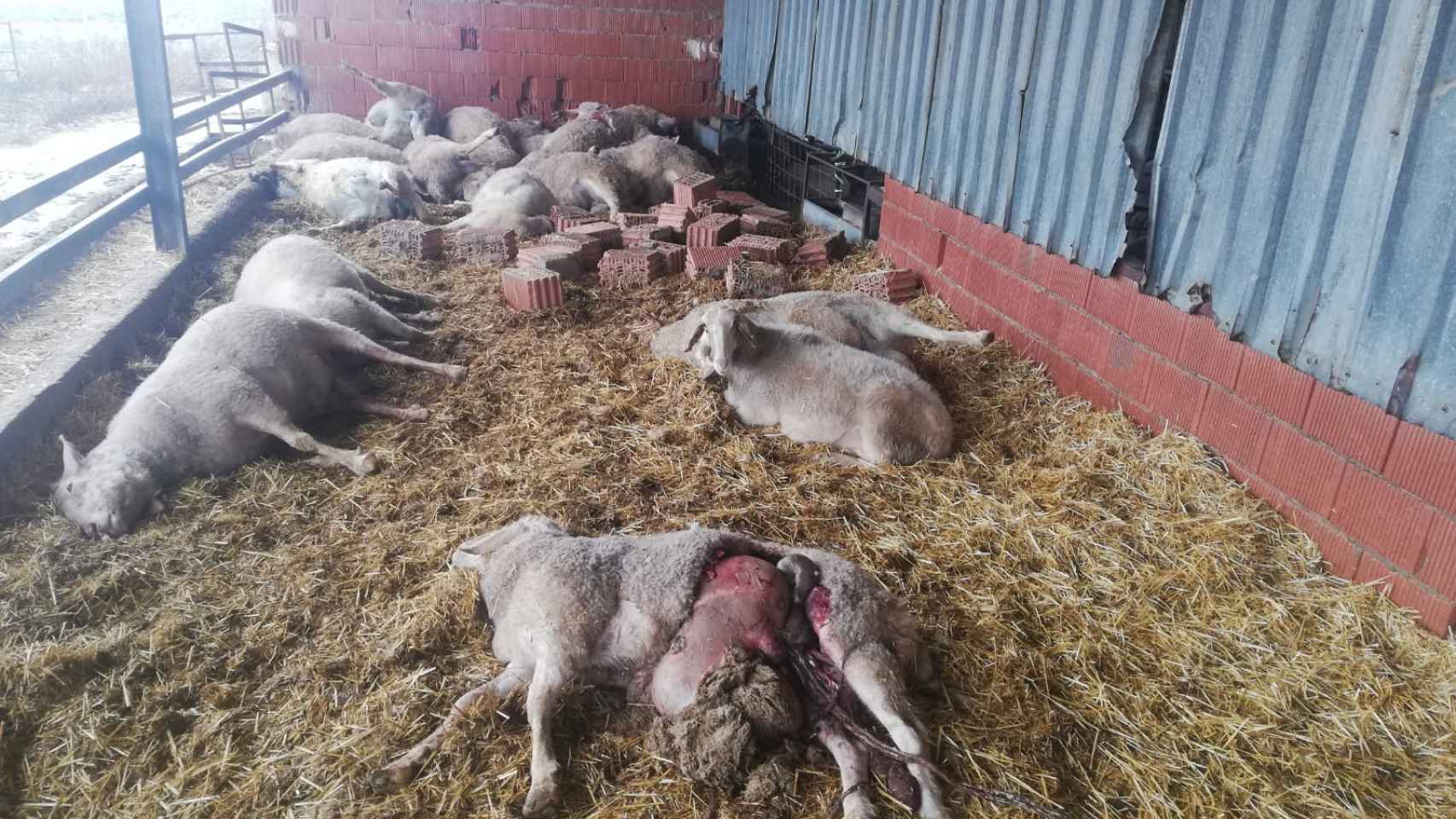 Brutal ataque de lobos en una explotación ganadera de Zamora con medio centenar de ovejas muertas 2