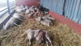 Brutal ataque de lobos en una explotación ganadera de Zamora con medio centenar de ovejas muertas 2