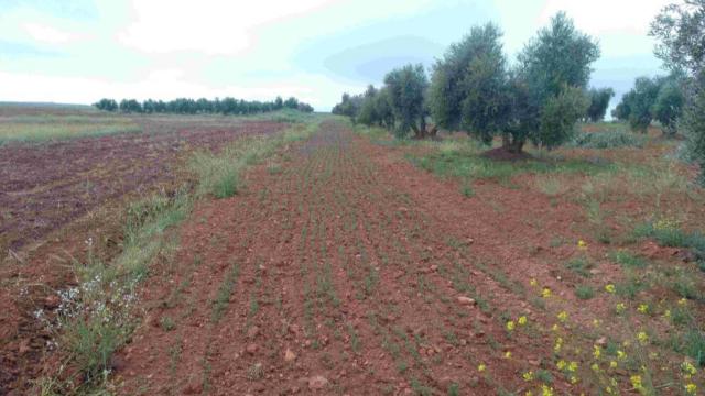 Campo de Montiel. Foto: FIRE