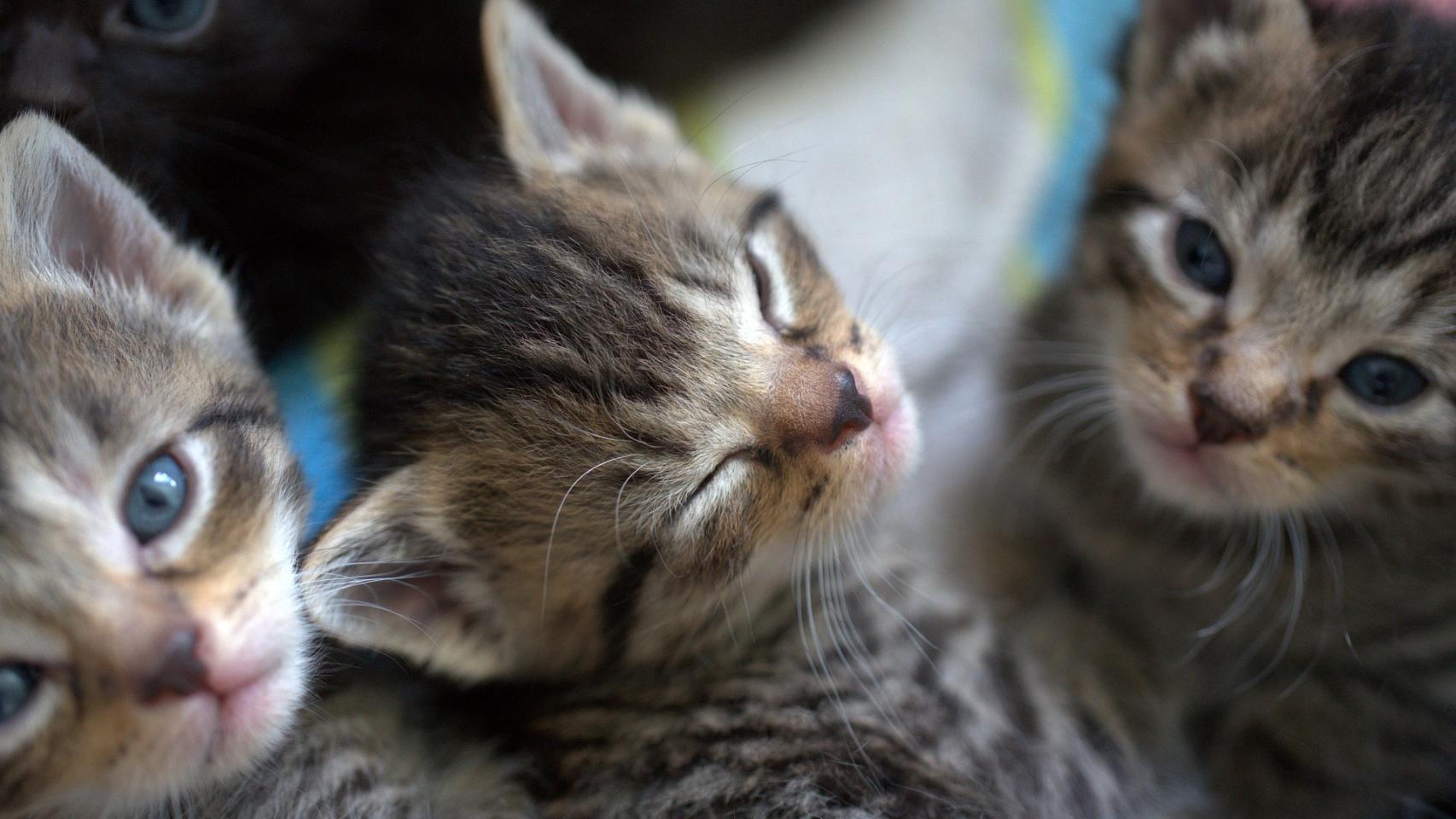 ¿Por qué las gatas trasladan a sus gatitos?