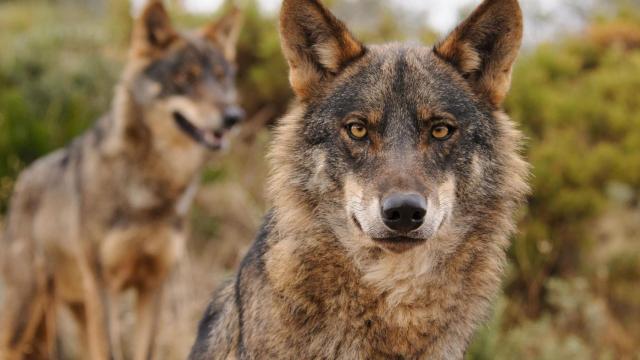 Lobo ibérico.