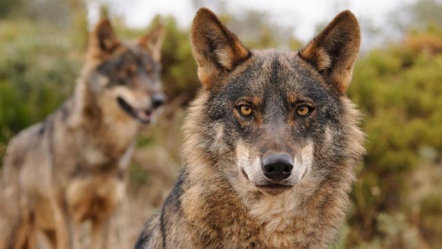 Dos ejemplares de lobo ibérico