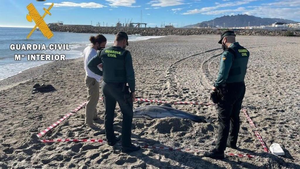 Unos guardias civiles junto a un delfín listado varado en una playa de Almería.