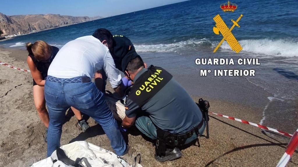 Uno de los últimos cetáceos muertos en el litoral almeriense.