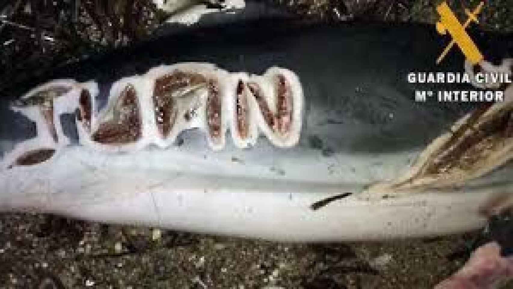Un delfín muerto con un nombre tallado en su cuerpo.