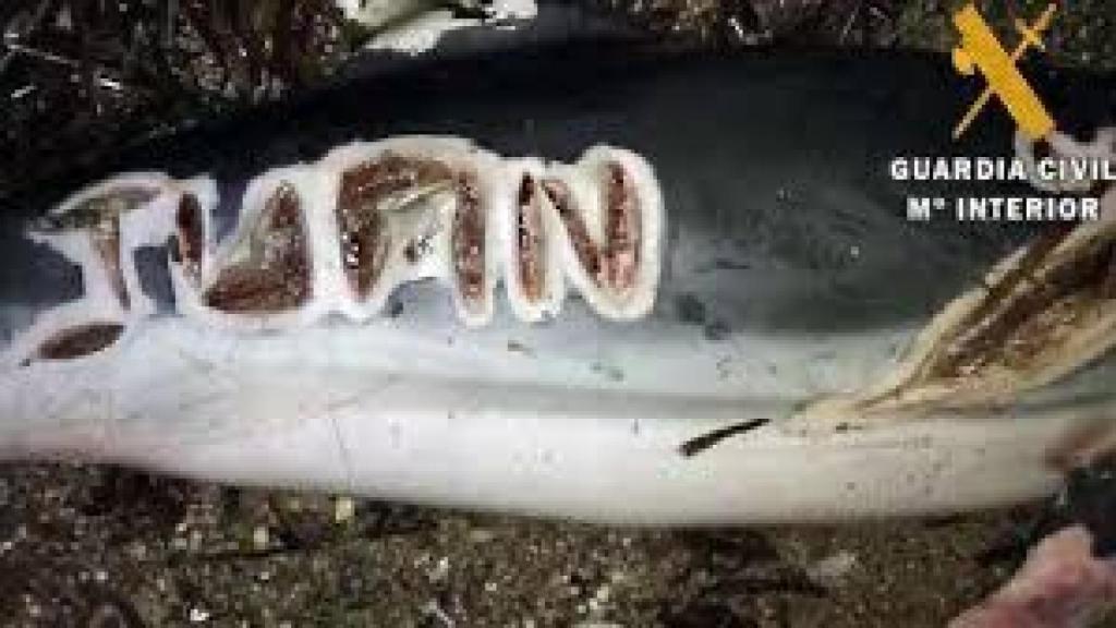 Un delfín muerto con un nombre tallado en su cuerpo.