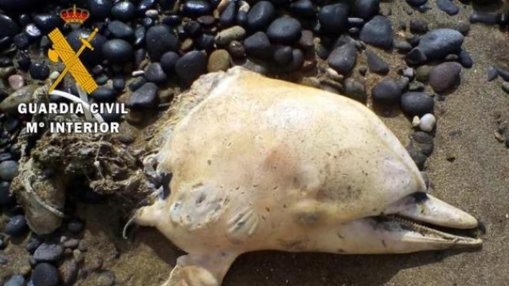 Un delfín listado decapitado en una playa de Almería.