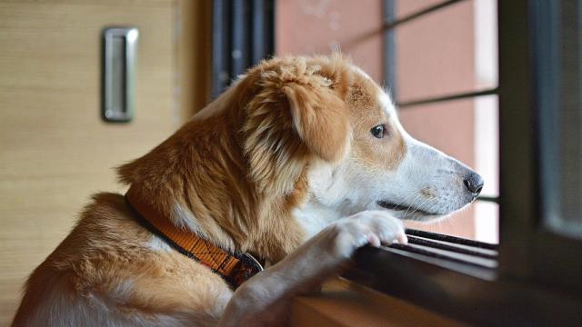 ¿Cómo ven los perros?