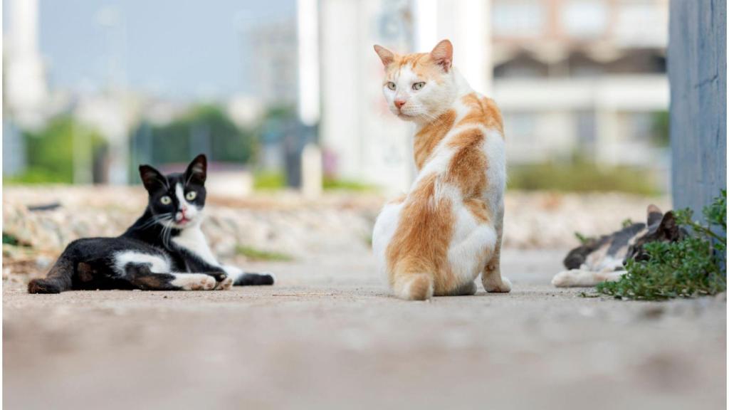 La campaña busca identificar el mayor número de gatos