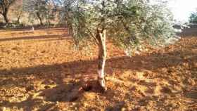 Los conejos están causando importantes daños a los olivares de La Mancha