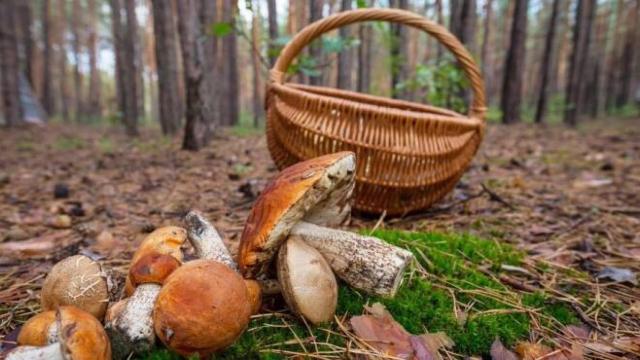 Una cesta de setas típicas de Gudalajara.