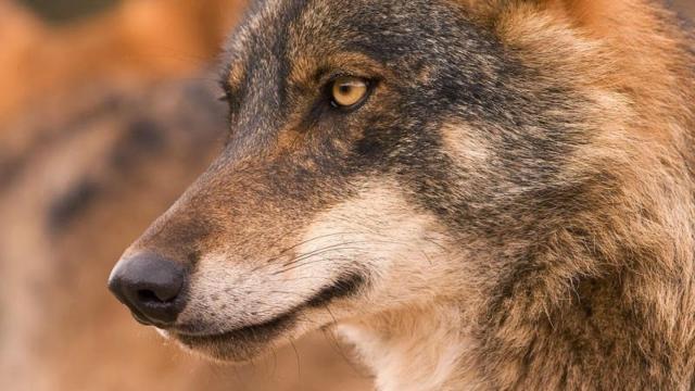 Lobo ibérico. Imagen de archivo.