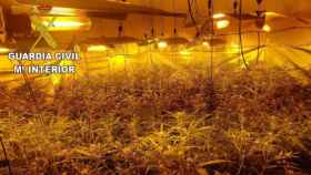 Plantación de marihuana aprehendida por la Guardia Civil en Torrecilla de la Jara (Toledo)