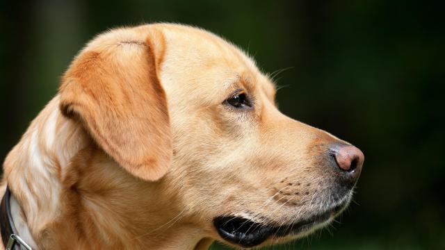 Cómo construir escaleras para perros: la forma más sencilla