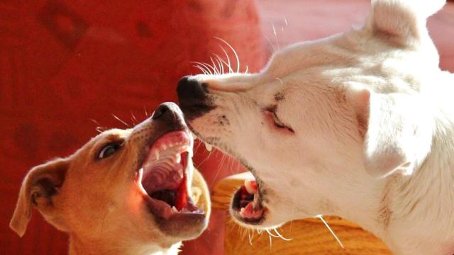 ¿Por qué los perros ladran por la noche?