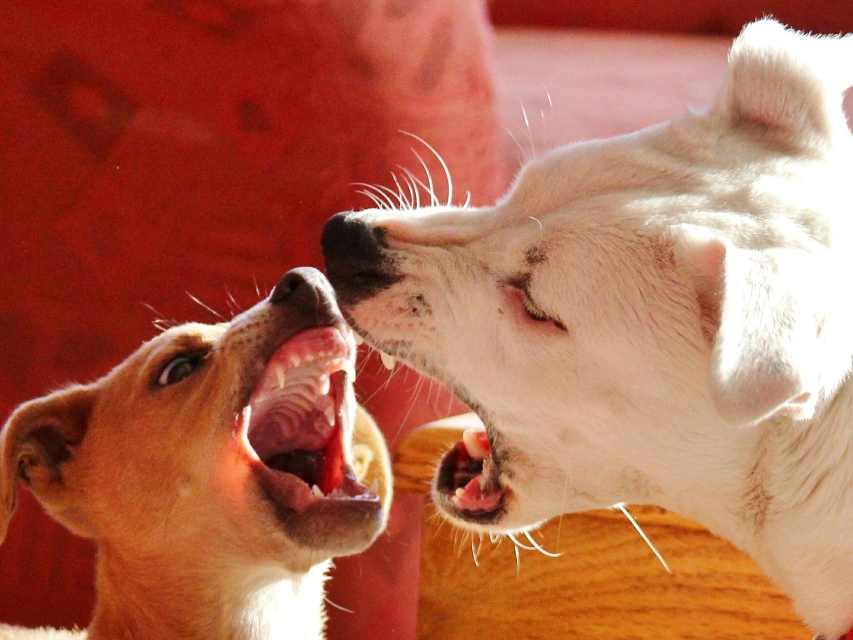 los bebes pueden dormir con los ladridos de los perros