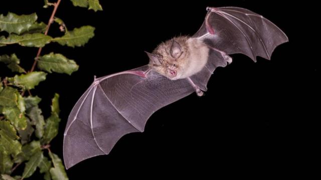 El murciélago grande de herradura (Rhinolophus ferrumequinum) podría albergar 68 nuevos coronavirus a largo plazo, según el nuevo estudio.