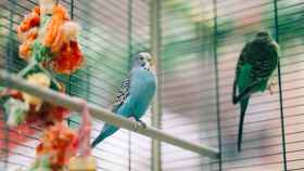 ¿Quieres criar pájaros en casa? Aquí encontrarás las mejores pajareras de Amazon