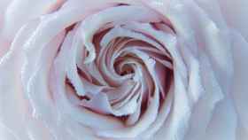 Cómo hacer rosas de papel: la forma más sencilla