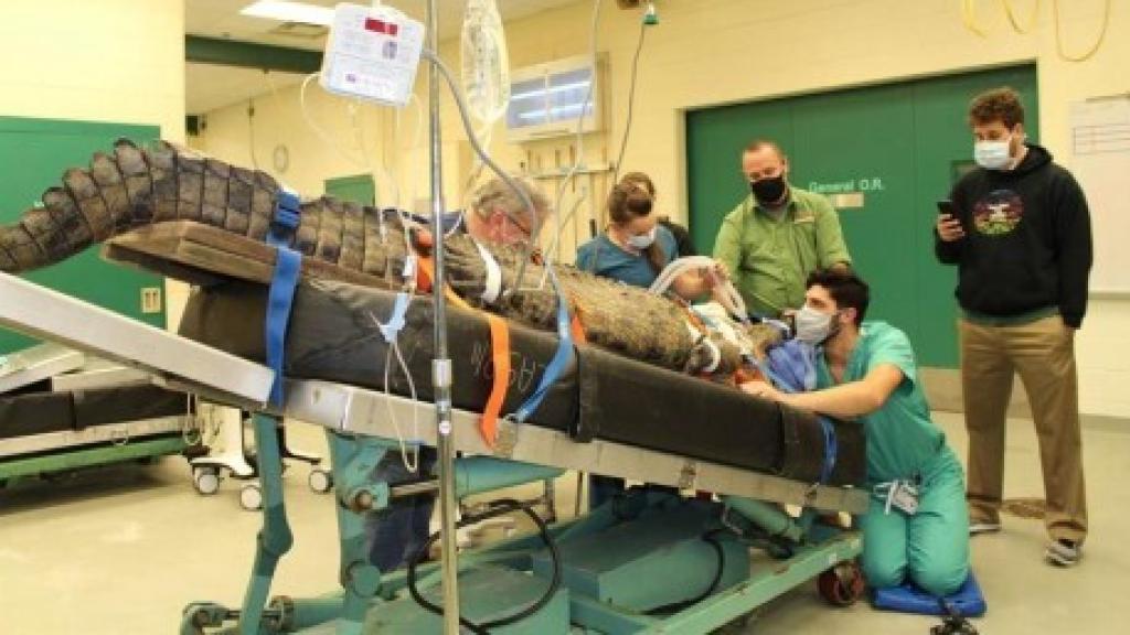 Un grupo de veterinarios extraen un zapato del estómago de un cocodrilo.