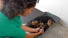 Imagen de archivo de una trabajadora del Centro de Recogida de Perros de la Diputación de Albacete cuidando unos cachorros