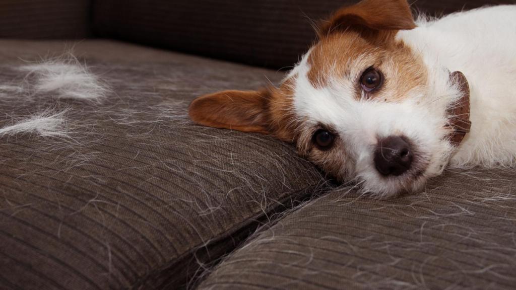 Elimina el pelo de tus mascotas con los quitapelos más vendidos de Amazon