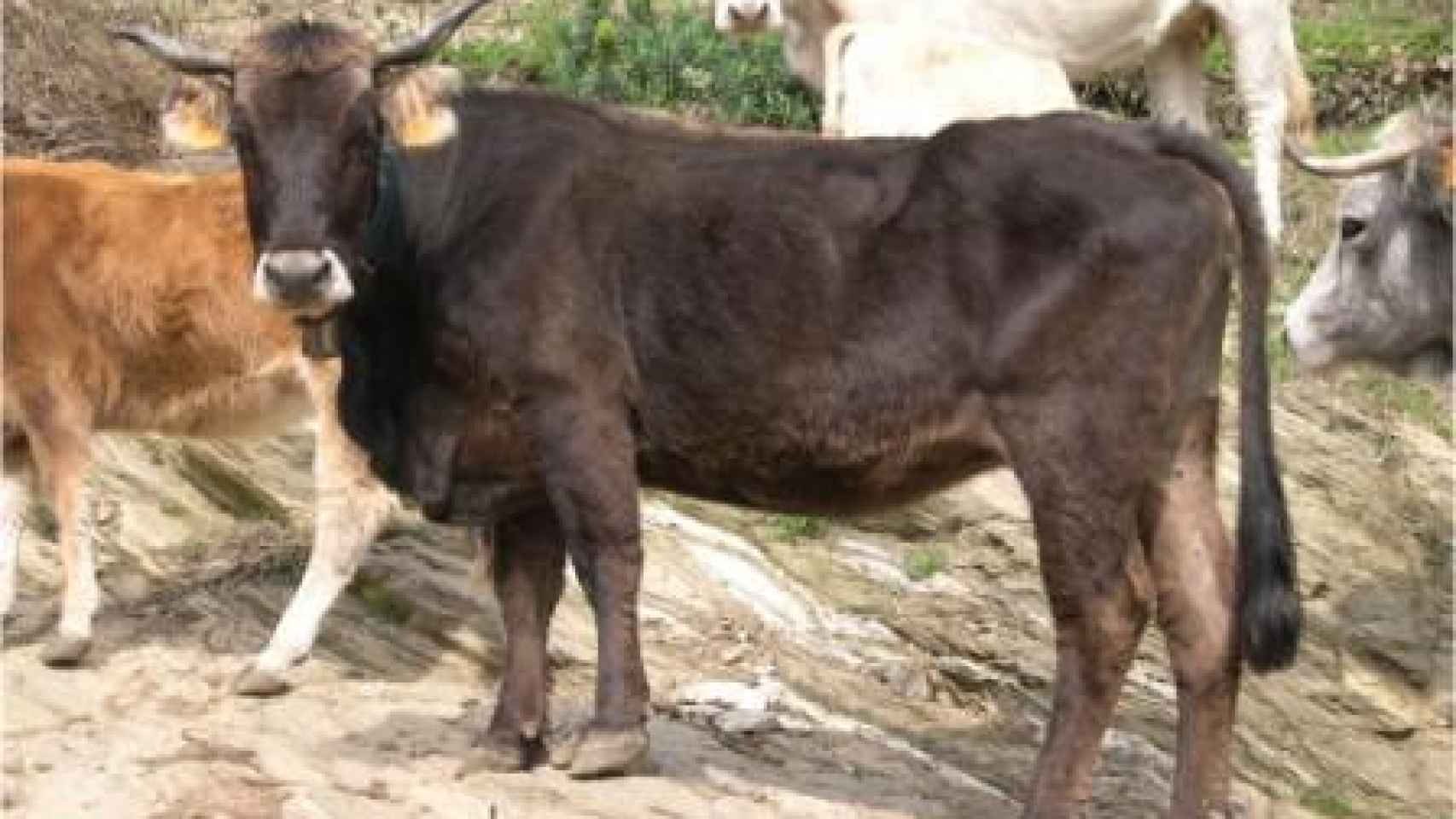 Una vaca de la raza Albera. FOTO: Ministerio de Agricultura.