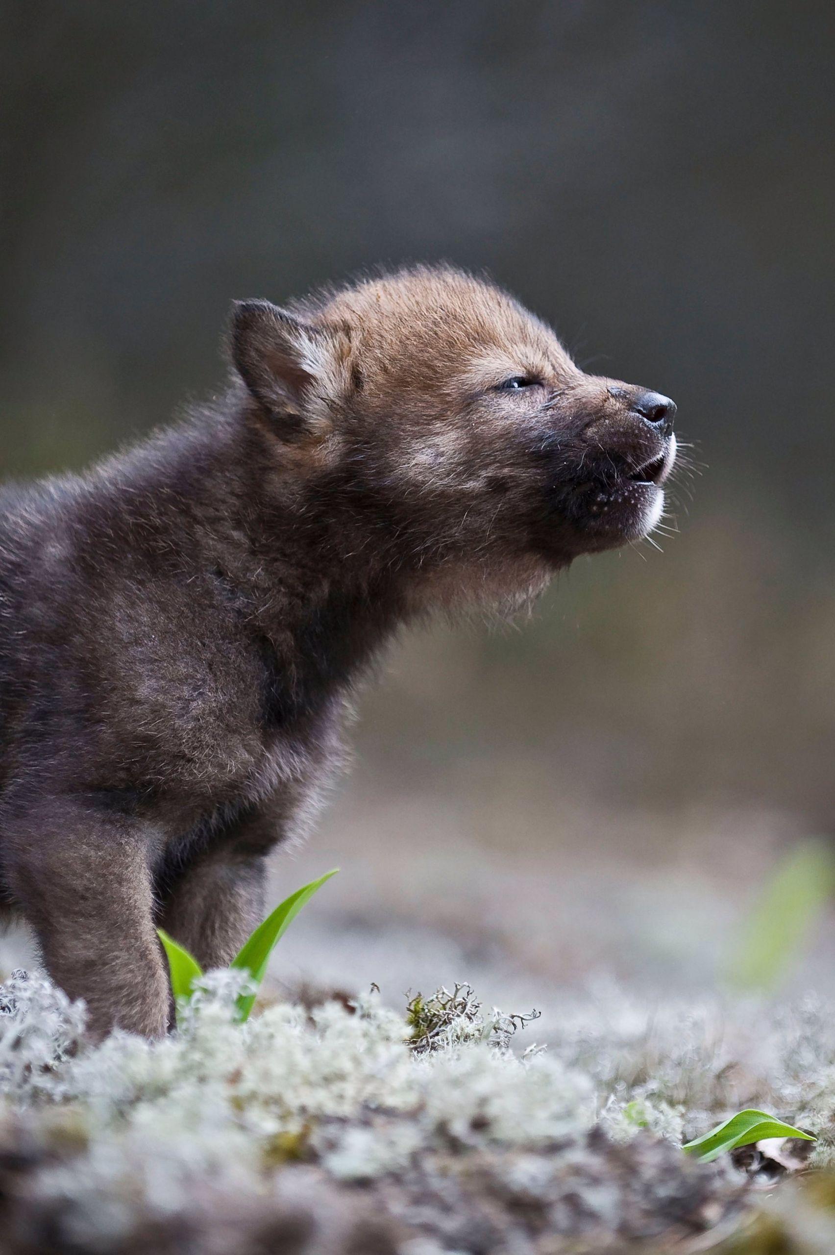 Un cachorro de lobo ibérico (WWF).
