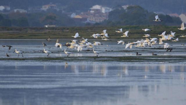 Espátulas al vuelo en las Rías Baixas (turismo.gal)