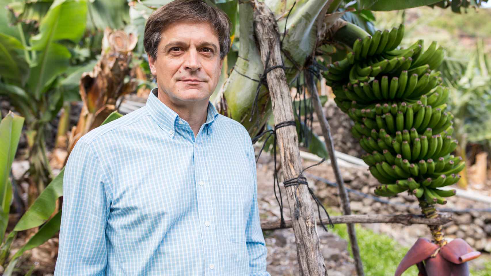 Domingo Martín Ortega, presidente de la Asociación de Organizaciones de Productores de Plátanos de Canarias (Asprocan).