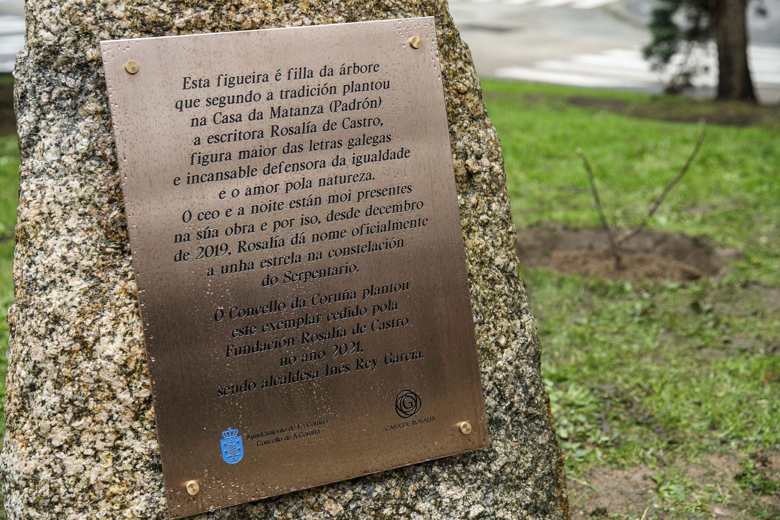 Cartel conmemorativo colocado junto a la higuera (Concello da Coruña).