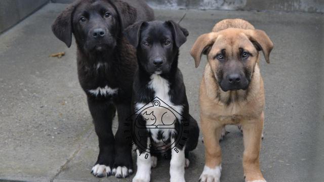 Tres cachorros que aparecieron abandonados en el monte en Val do Dubra.