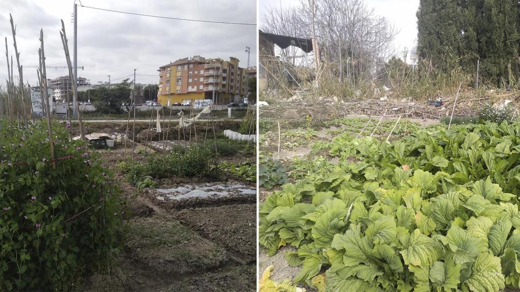 Algunos de los productos que los chinos cultivan en el huerto okupa.