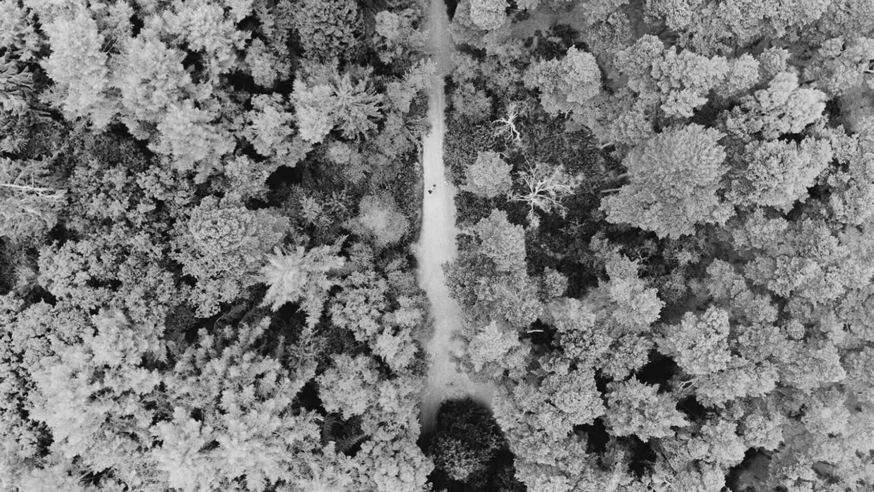 Un bosque visto desde la altura con un dron.