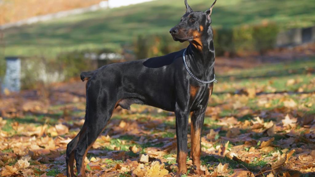 Doberman Pinscher