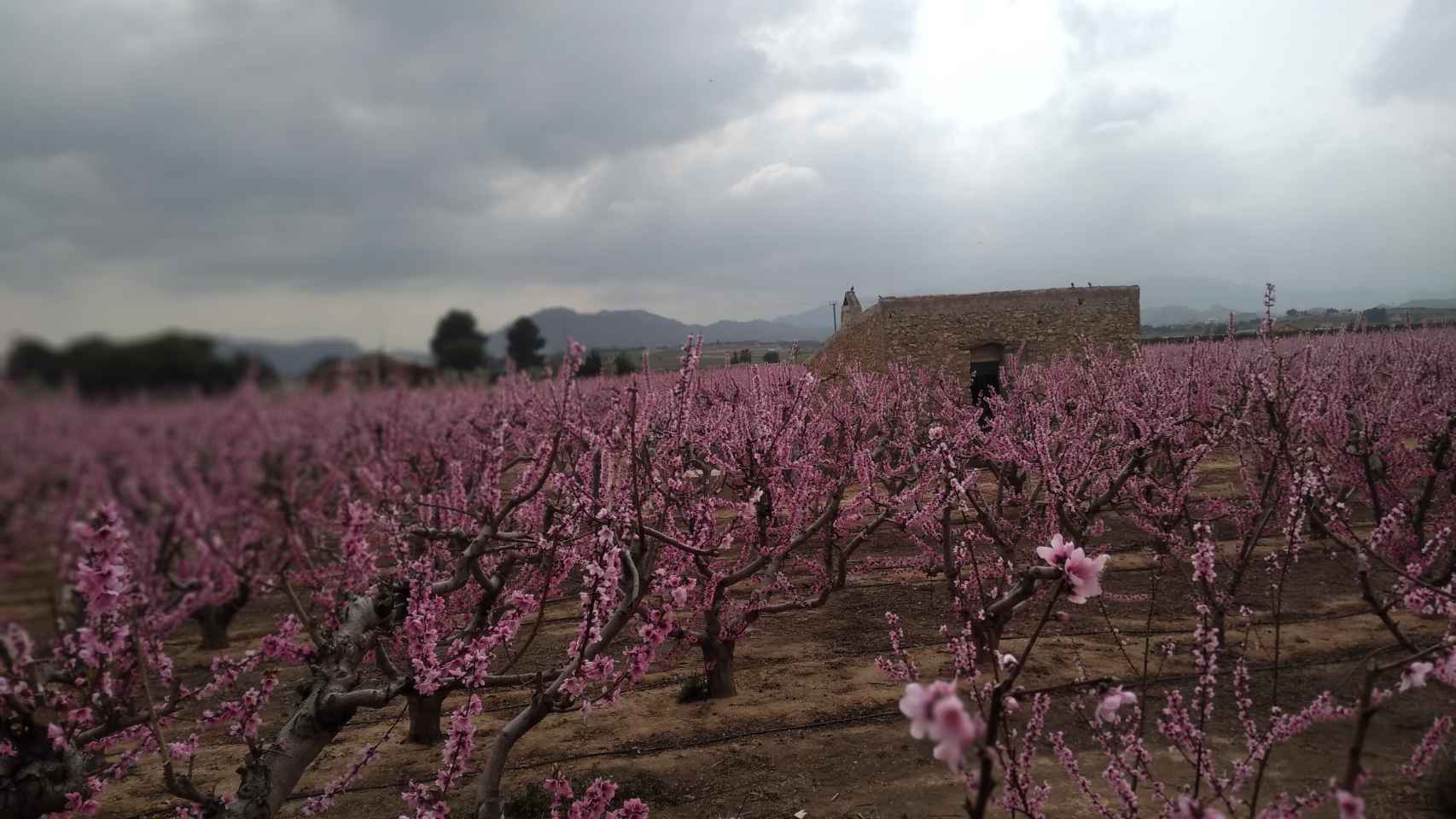 Una finca agrícola de Hoya del Campo donde los almendros se encuentran en floración.