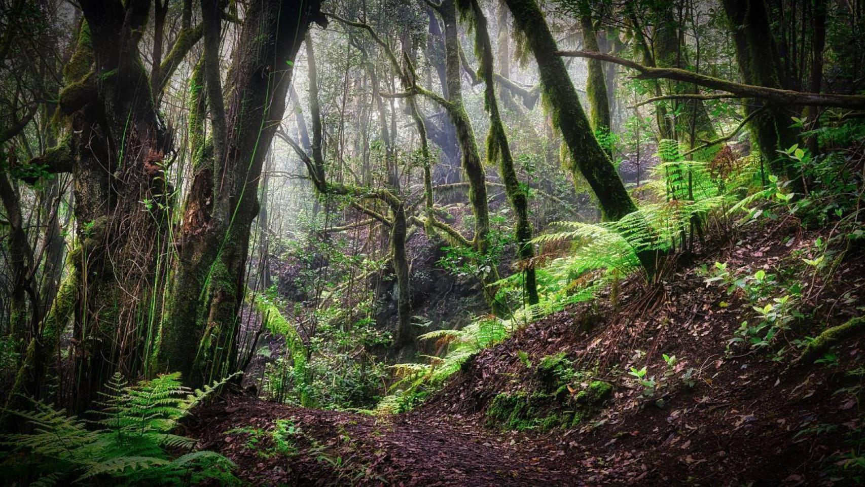 Los bosques El cambio climático y la transformación en los usos del suelo pueden incrementar estas amenazas.