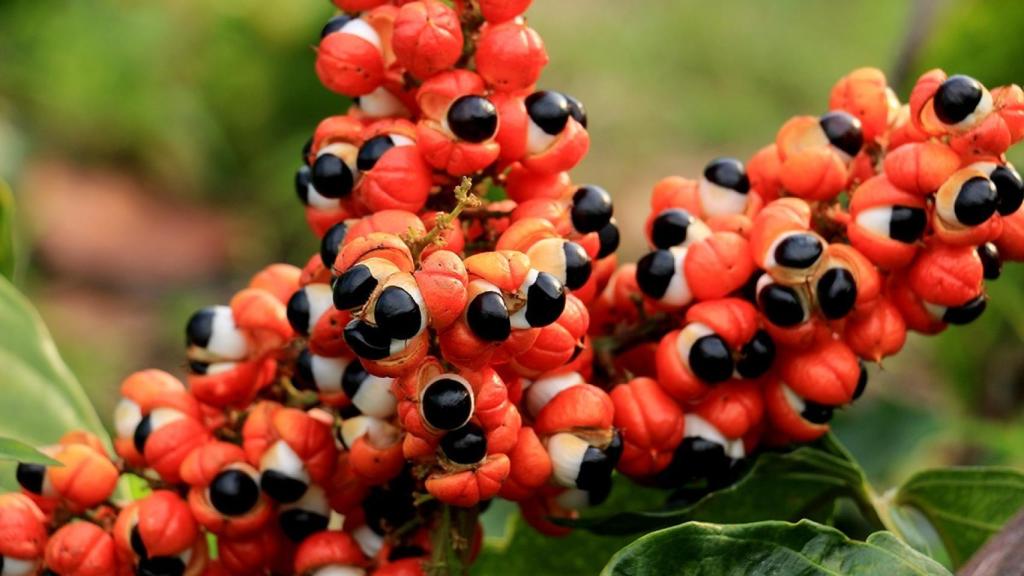 Guaraná.