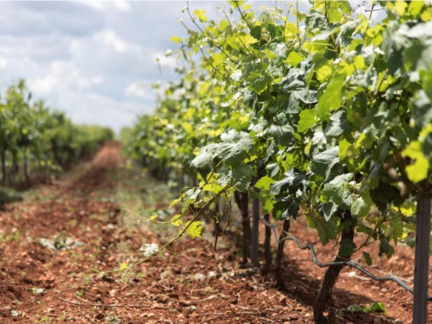 El terroir de Pago Guijoso aporta una personalidad propia a los vinos.