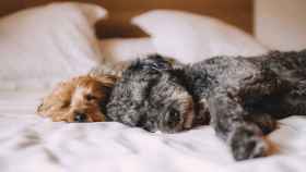 ¿Qué significan las posiciones de los perros para dormir?