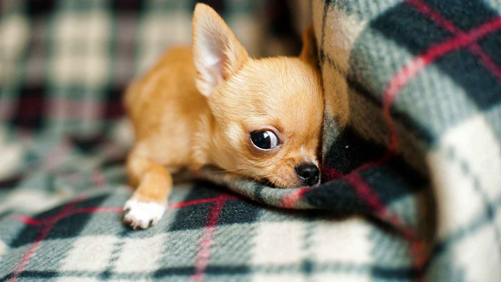 ¿Por qué los Chihuahuas tiemblan?